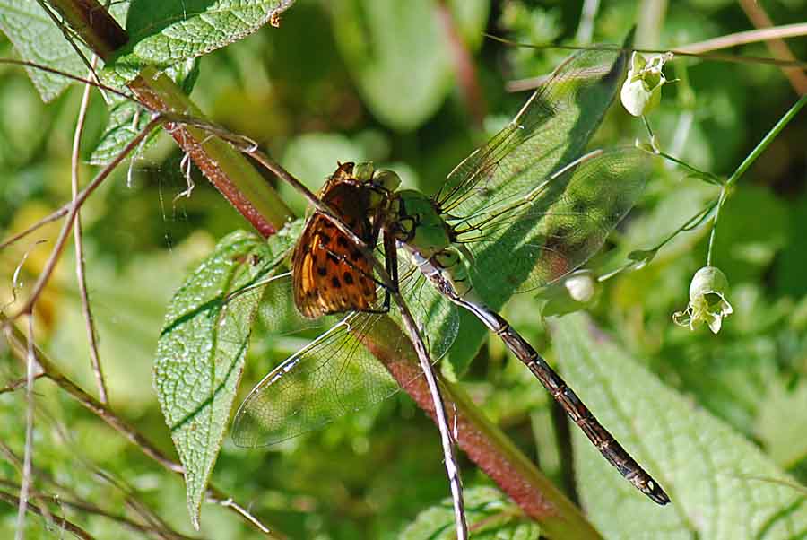 Libellula con preda da ID. - Anax imperator